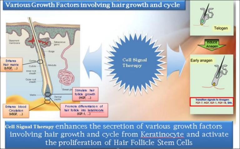 Cytokine For Hair Loss Inhibition And Hair Regeneration AexelBioMed